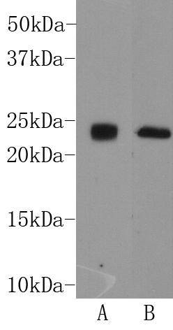 THY-1 Antibody