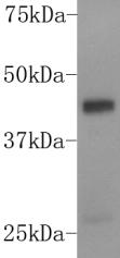 DUSP5 Antibody