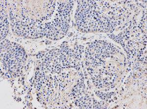 Stella Antibody