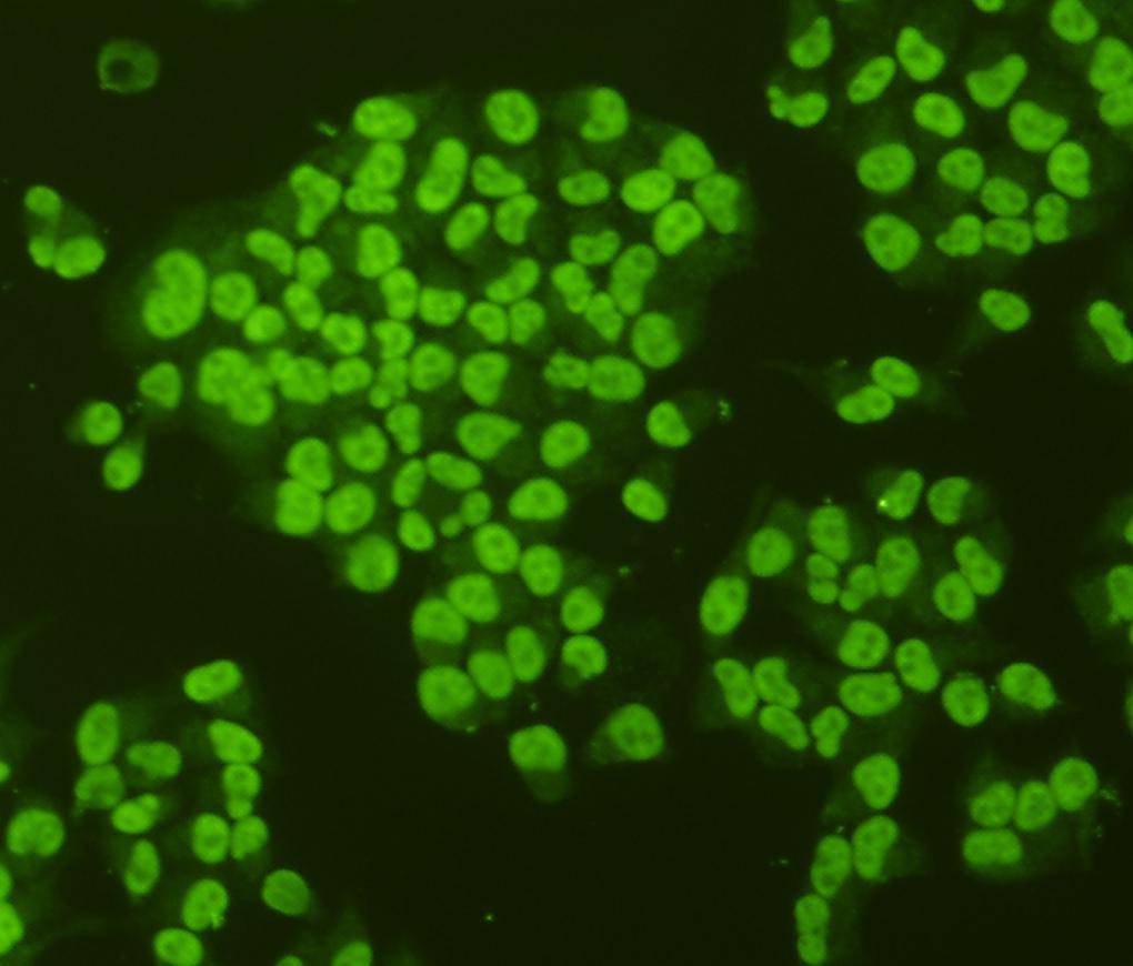 NF-κB p105/p50 Antibody