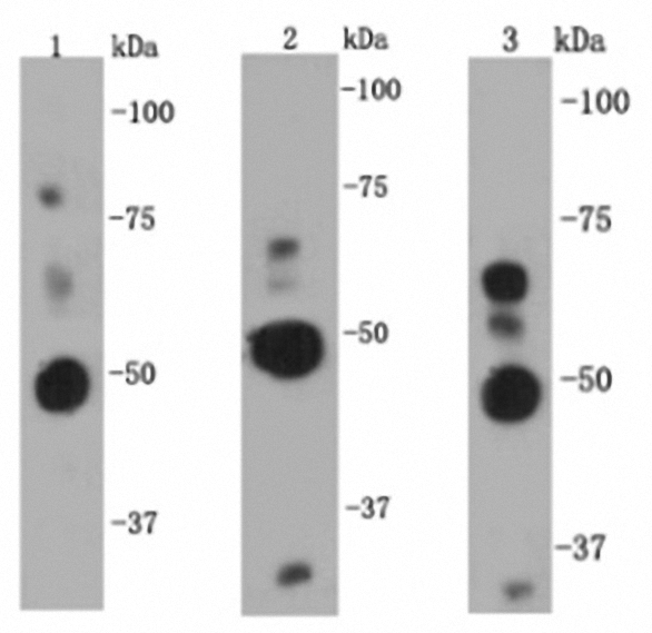 NF-κB p105/p50 Antibody