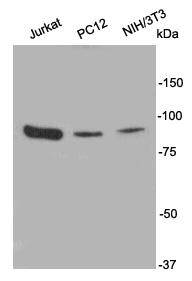 PI3-kinase p85 subunit alpha Antibody