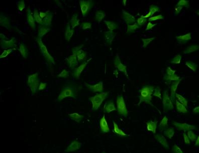 EEA1 Antibody