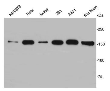 EEA1 Antibody