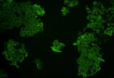 ZO2 Antibody