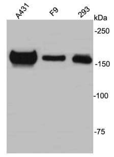 ZO2 Antibody