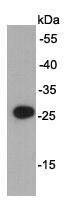 AU5 Tag Antibody