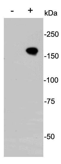 CRISPR-Cas9 Antibody