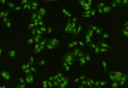 PTBP1 Antibody