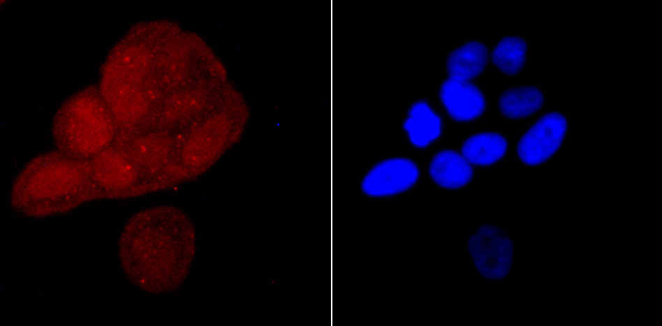 CELF2 Antibody