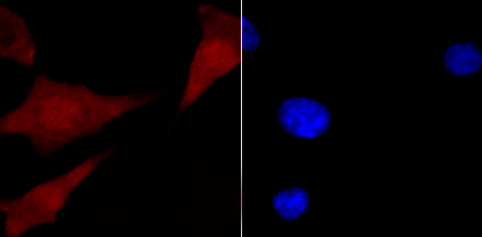CELF2 Antibody