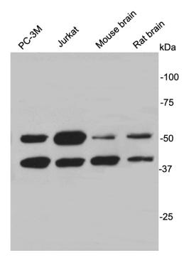 CELF2 Antibody