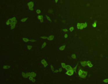ATG12 Antibody
