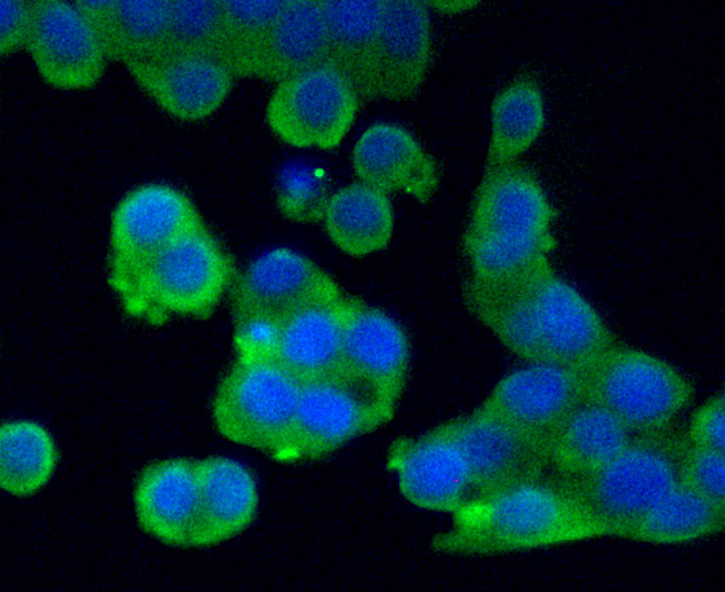 AXL Antibody