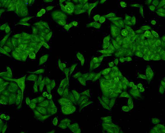 KLHL15 Antibody