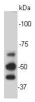 KLHL15 Antibody