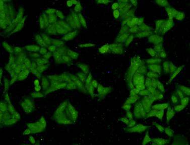 STAT1 Antibody