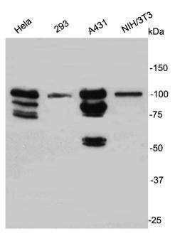 STAT1 Antibody