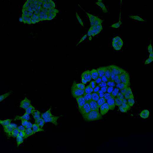 Psg16 Antibody