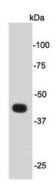 Psg16 Antibody