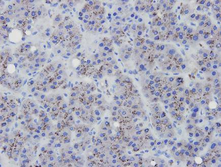 eNOS Antibody