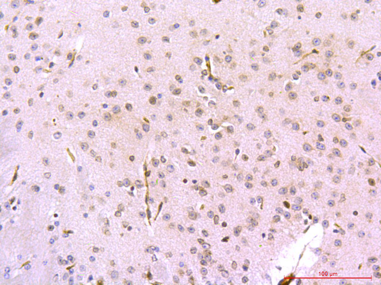 PSD95 Antibody