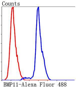 BMP11 Antibody