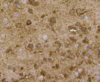 BMP11 Antibody