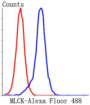 MLCK Antibody