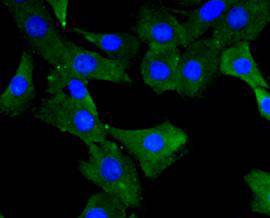 MLCK Antibody