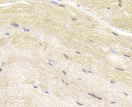 MLCK Antibody