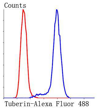 TSC2/Tuberin Antibody