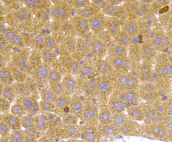 TSC2/Tuberin Antibody