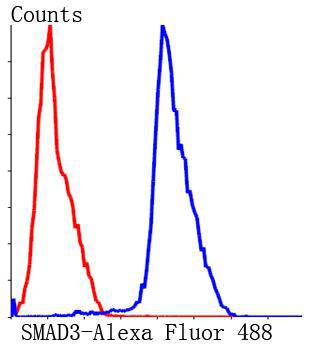 SMAD3 Antibody