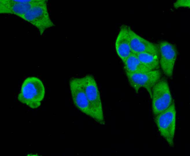 SMAD3 Antibody