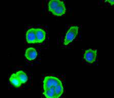 SMAD3 Antibody