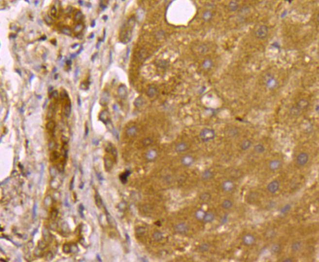 SMAD3 Antibody