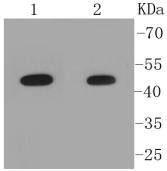 Pygopus 2 Antibody