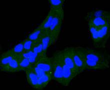 IGF2R/M6PR Antibody