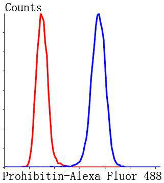ProhibitinMitochondrial Marker Antibody