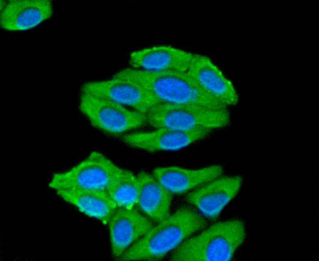 ProhibitinMitochondrial Marker Antibody