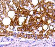 ProhibitinMitochondrial Marker Antibody