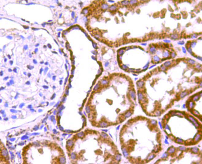 ProhibitinMitochondrial Marker Antibody
