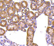 ProhibitinMitochondrial Marker Antibody