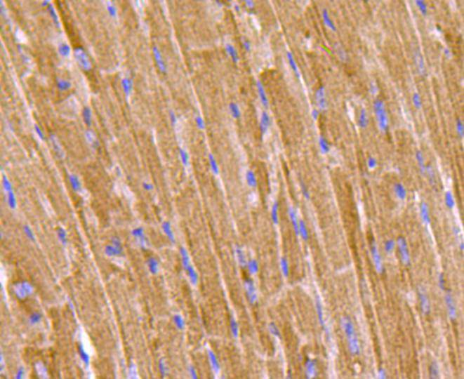 ProhibitinMitochondrial Marker Antibody