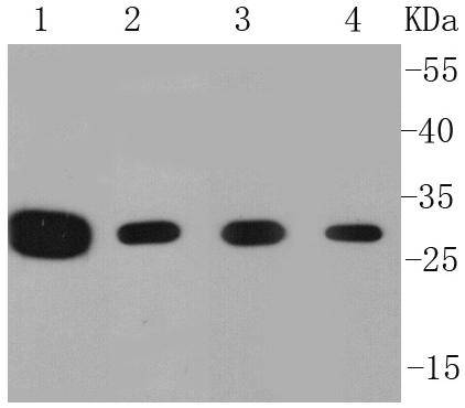 ProhibitinMitochondrial Marker Antibody