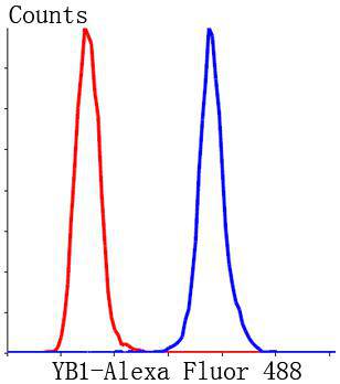 YBOX1 / YB-1 Antibody