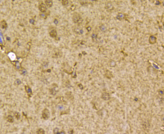 Peroxiredoxin 2/PRDX2 Antibody