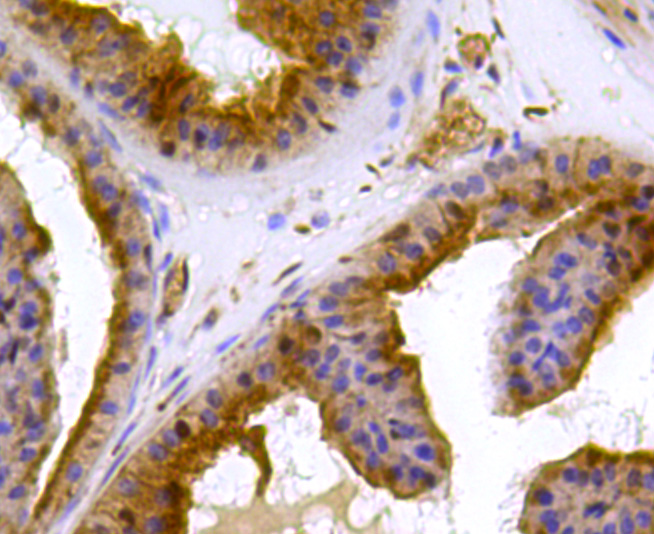 Peroxiredoxin 2/PRDX2 Antibody
