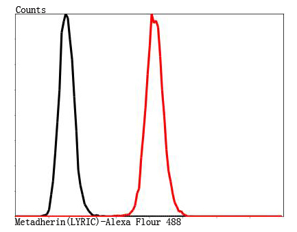 Metadherin(LYRIC) Antibody